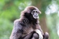 Lar gibbon white handed gibbon ape monkey portrait close up Royalty Free Stock Photo