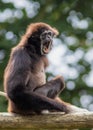 Lar gibbon white handed gibbon ape monkey portrait close up Royalty Free Stock Photo