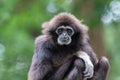 Lar gibbon white handed gibbon ape monkey portrait close up Royalty Free Stock Photo