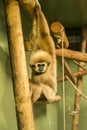 Lar Gibbon / White-Handed Gibbon (Hylobates lar) Royalty Free Stock Photo