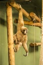 Lar Gibbon / White-Handed Gibbon (Hylobates lar) Royalty Free Stock Photo