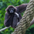 Lar Gibbon, or a white handed gibbon Royalty Free Stock Photo