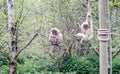 Lar gibbons on branches in zoo Royalty Free Stock Photo