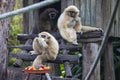 Lar Gibbons Royalty Free Stock Photo