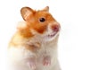 Lara the Hamster Royalty Free Stock Photo