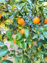 The orange tree Royalty Free Stock Photo