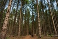 Larc wood forest with a hiking path, low angle view, The Netherlands Royalty Free Stock Photo