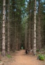 Larc wood forest with a hiking path, low angle view, The Netherlands Royalty Free Stock Photo