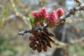 Larch blooms in spring. Flowers of the larch tree. Fabulous flowering of plants and trees in spring. Altai.