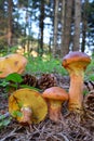 Larch Bolete mushrooms in the forest