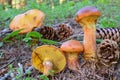 Larch Bolete mushrooms in natural habitat