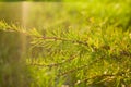 Larch branch close up. Vibrant green color. Royalty Free Stock Photo