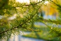 Larch branch close up. Vibrant green color. Royalty Free Stock Photo