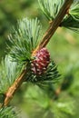 Larch branch with cone