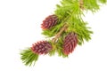 Larch branch with cones Royalty Free Stock Photo