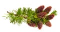 Larch branch with cones Royalty Free Stock Photo