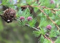 Larch branch with cones