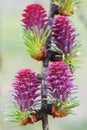 Larch branch with flowers blurred background Royalty Free Stock Photo