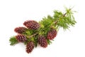 Larch branch with flowers Royalty Free Stock Photo