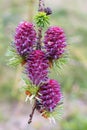 Larch branch with flowers and raindrops Royalty Free Stock Photo