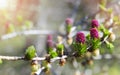 Larch branch with flowers of young leaves. Larch flowers. Royalty Free Stock Photo