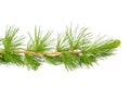 Larch branch Royalty Free Stock Photo