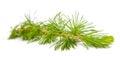 Larch branch Royalty Free Stock Photo