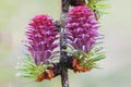 Larch branch with two flowers and raindrops Royalty Free Stock Photo