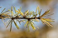 Larch branch with needles closeup macro photography