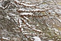 Larch branches with buds covered with snow