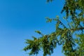 Larch branches close-up against the blue sky Royalty Free Stock Photo