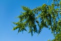 Larch branches close-up against the blue sky Royalty Free Stock Photo