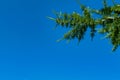 Larch branches close-up against the blue sky Royalty Free Stock Photo