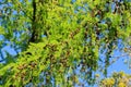 Larch branches