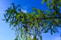 Larch branches