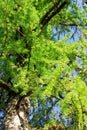 Larch branches