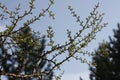 Larch branches with young needles against the blue sky Royalty Free Stock Photo