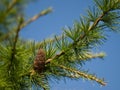Larch cone Royalty Free Stock Photo