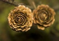 Larch cone Royalty Free Stock Photo