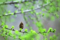 A larch cone on a branch, surrounded by young green needles.