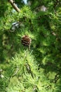 Larch cone