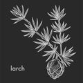 Larch cone with needle leaves branch hand drawn sketch