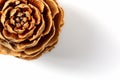 Larch cone, photographed from above Royalty Free Stock Photo