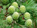 Larch cones Royalty Free Stock Photo