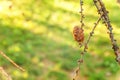 Larch cones and branch Royalty Free Stock Photo