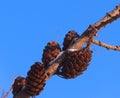 Larch Cones