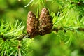 Larch cones. European larch Larix decidua Mill branches with seed cones and foliage on larch tree growing in forest.