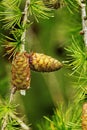 Larch cones detail Royalty Free Stock Photo