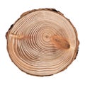 Larch cross section of tree trunk showing rings isolated on white background.