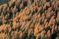 Larch and fir forest in autumn